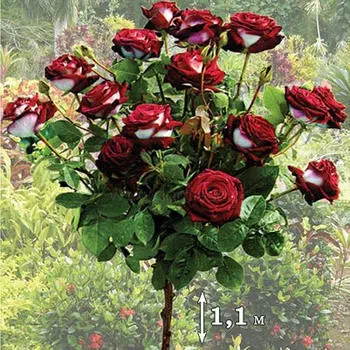 Роза штамбовая Осирия