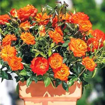 Роза спрей Мандарин