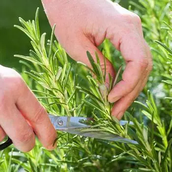 Розмарин Бирюса