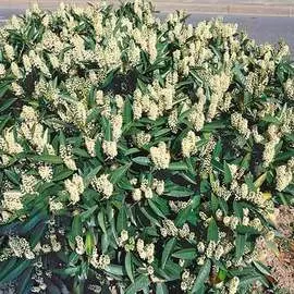 Гладиолус крупноцветковый Блэк Сюрпрайз