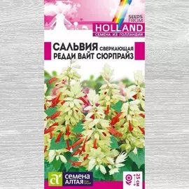 Сальвия Редди Вайт Сюрпрайз