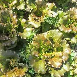 Салат листовой Андромеда