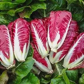 Салат цикорный Радиччио Джиове F1