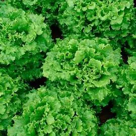 Салат Гренадин