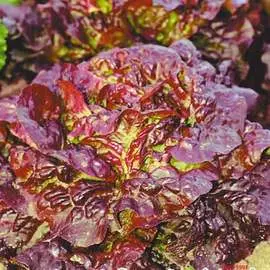 Салат листовой Кантри