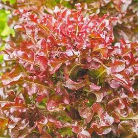 Салат листовой Уно моменто