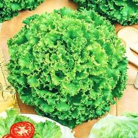 Салат Лолло бионда