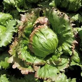 Салат кочанный мини Гном