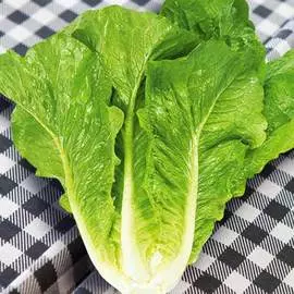 Салат мини ромейн Ханаду