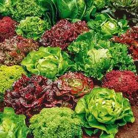 Салат листовой Разноцветное кружево, смесь семян