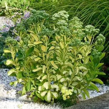 Седум Медиовариегатум