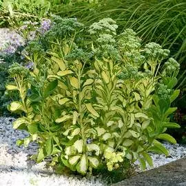 Седум Медиовариегатум