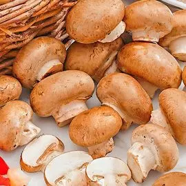 Герань садовая Барнсли