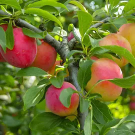 Слива Скороплодная