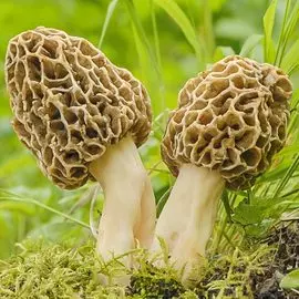 Георгина Снохо Вондер