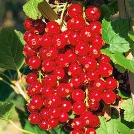 Смородина красная Императорская