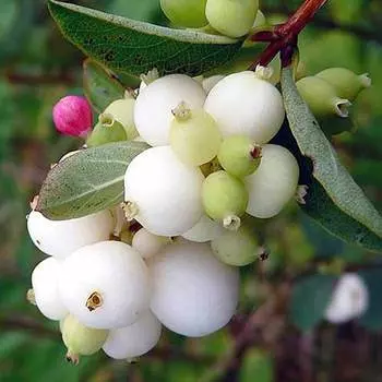 Снежноягодник Альба