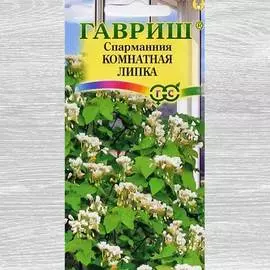 Спармания африканская Липка