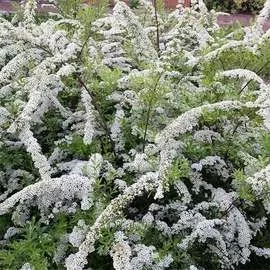 Гладиолус крупноцветковый Блю Фрост