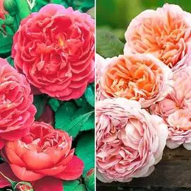 Гиацинтоидес, микс