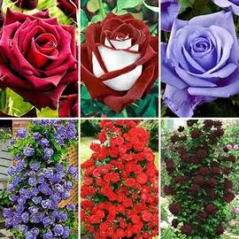 Гортензия метельчатая Лаймлайт