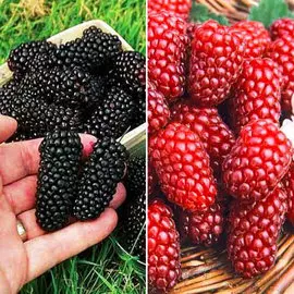 Суперпредложение! Комплект ежевики и ежемалины из 2 саженцев