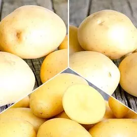 Тюльпан бахромчатый Экзотик Сан