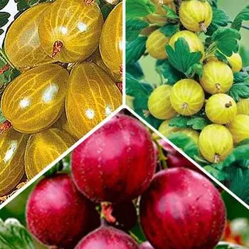Суперпредложение! Комплект крыжовника Трио из 3-х саженцев