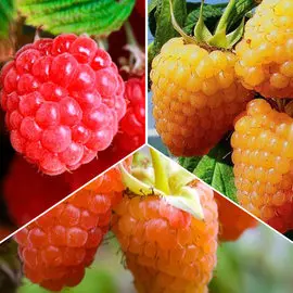 Суперпредложение! Комплект малины крупноплодной из 3 саженцев