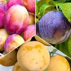 Суперпредложение! Комплект слив Трио из 3 саженцев
