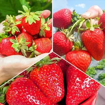 Суперпредложение! Комплект земляник из 3-х сортов Большой урожай