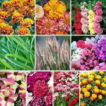 Суперпредложение! Набор семян Дачная клумба из 10 упаковок