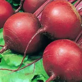 Свекла столовая Ред Клауд F1