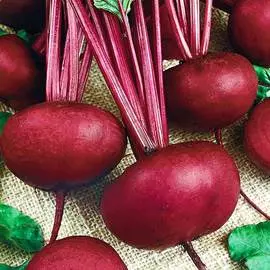 Свекла столовая Сибирская плоская