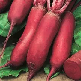 Свекла столовая Сударыня