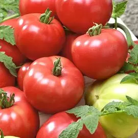 Томат Адамово яблоко
