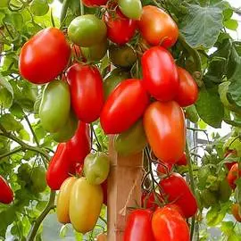 Томат Агафья F1