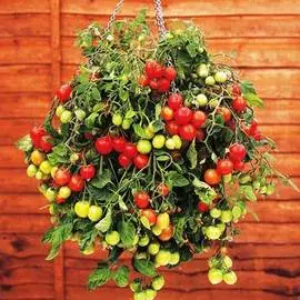 Томат Ампельный F1