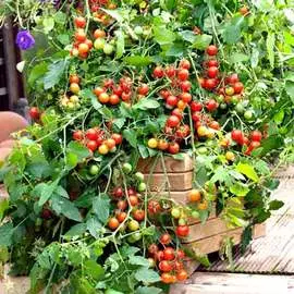 Томат ампельный Вишневый водопад F1