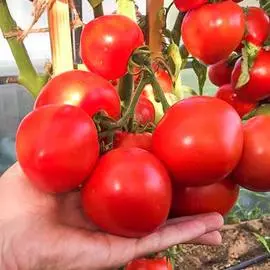 Томат Антюфей F1