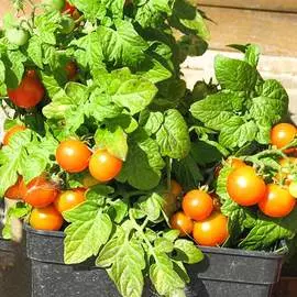 Томат Балконное чудо оранжевое