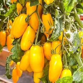 Томат Банановые ноги