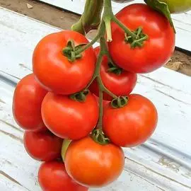 Томат Белле F1