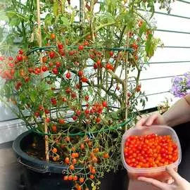 Томат Берри Баскет Ред F1