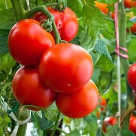 Томат Безрассадный