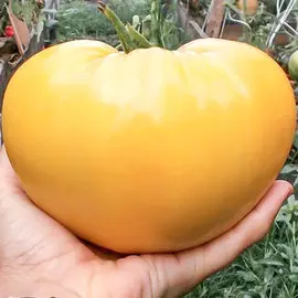 Томат Бычье сердце кремовое