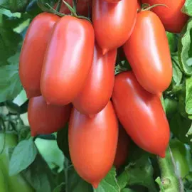 Томат Царское искушение F1