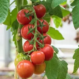 Томат Черри Кокта F1