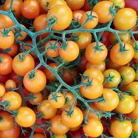 Томат Черри краски F1