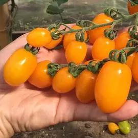 Томат Черри Магнифика F1